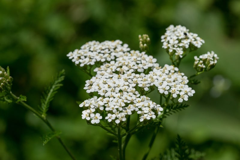 Blühende Schafgarbe mit grünem Hintergrund