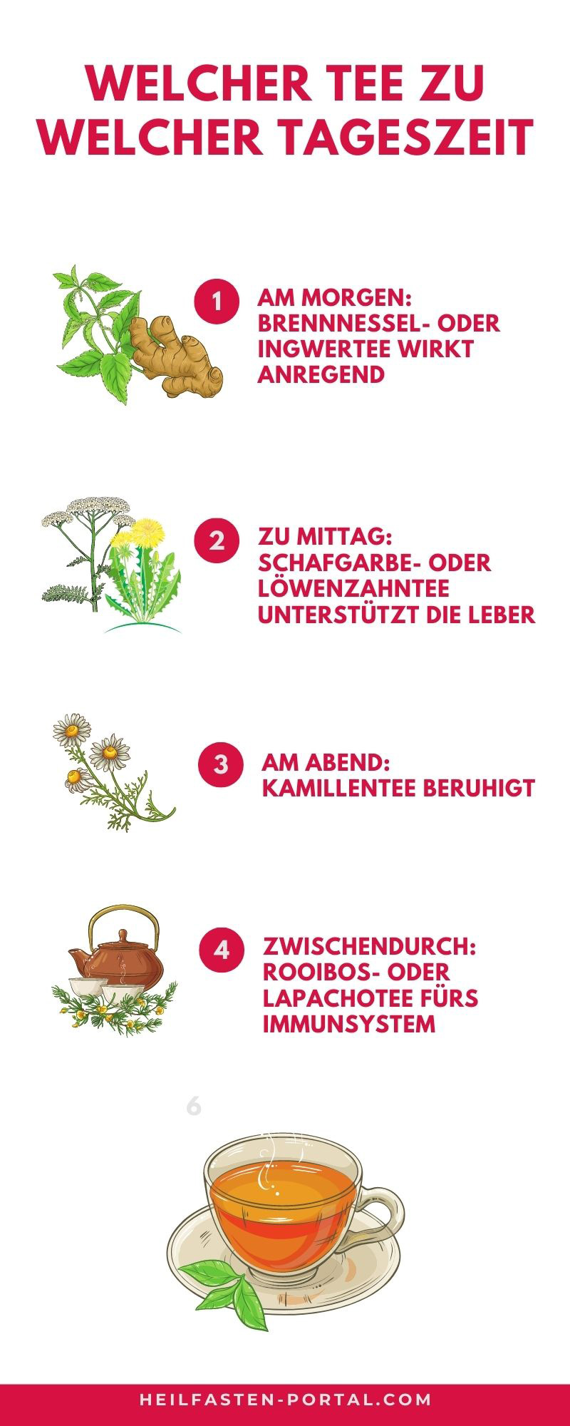 Infografik - Wann ist welcher Tee beim Heilfasten erlaubt